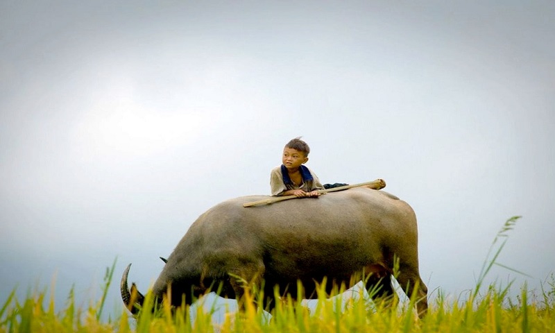 Chăn trâu là giấc mộng may mắn